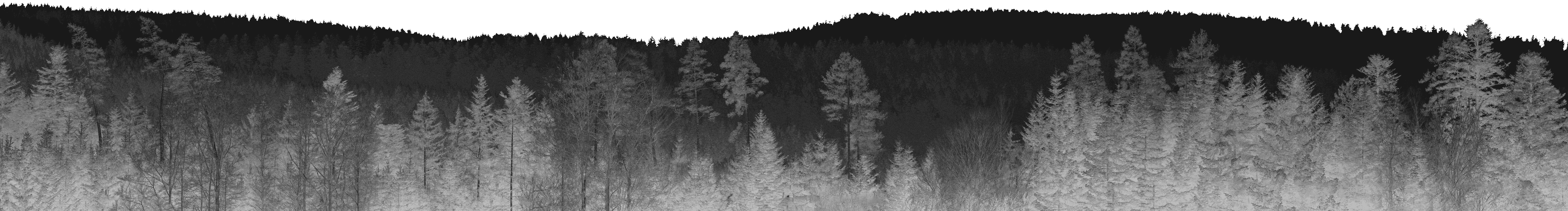Forest background